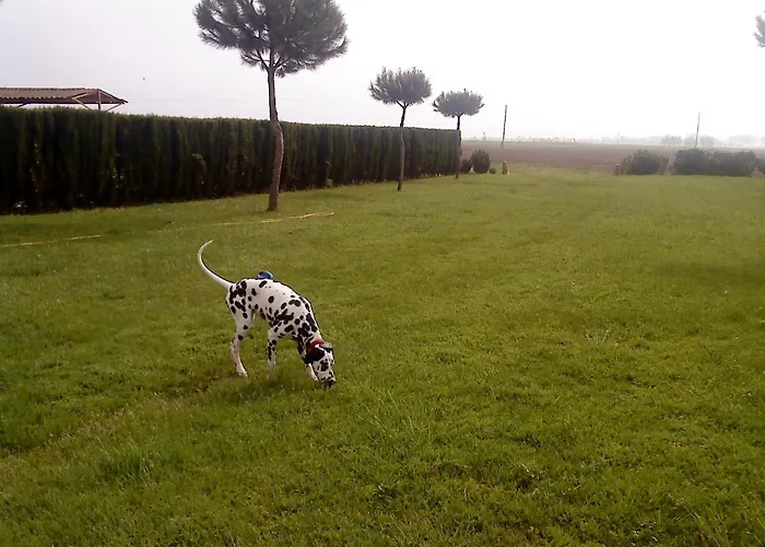 Can Guso